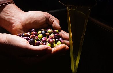 Οι προβλέψεις για την φετινή παραγωγή επιτραπέζιων ελιών και ελαιολάδου στην Τουρκία