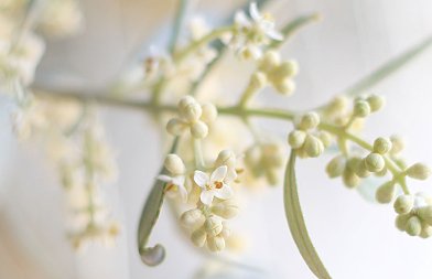 Σήμα κινδύνου για γλοιοσπόριο και δάκο, κινδυνεύει η φετινή παραγωγή ελιάς