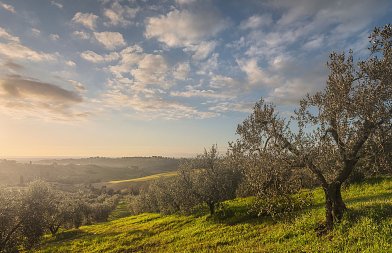 Μεγαλύτερη στήριξη της ελαιοκαλλιέργειας από την ΚΑΠ και πιο έγκαιρη δακοκτονία ζητούν οι Κρητικοί