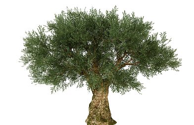 Αφιέρωμα: Τα φυτώρια προτείνουν ποικιλίες ελιάς για παραγωγή ελαιολάδου