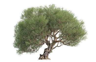 Απλοποίηση ελαιοκομικού μητρώου και πληρωμή από εθνικούς πόρους των ΟΕΦ υποσχέθηκε ο Μαργαρίτης Σχοινάς