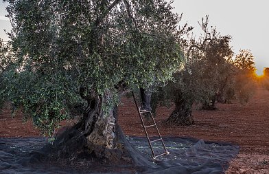 Όταν η Θερμοκρασία Πέφτει: Πώς Επηρεάζεται η Ελιά και Πώς Προστατεύεται