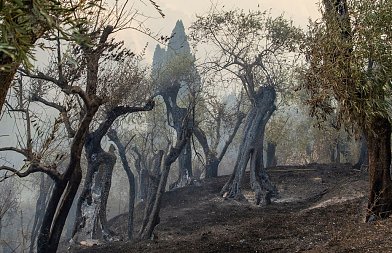 Ελαιώνες μετά την πυρκαγιά: Οι χειρισμοί για την αποκατάσταση