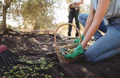 Τέταρτη συνεχόμενη άσχημη χρονιά για το ελαιόλαδο, ξεκίνησε η συγκομιδή πρώιμων ποικιλιών με χαμηλές αποδόσεις