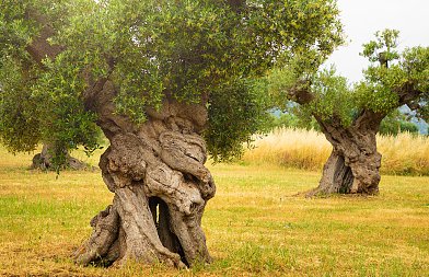 Πριμ 20 ευρώ το στρέμμα μπορεί να φέρει το Οικολογικό Σχήμα για την φυτοκάλυψη