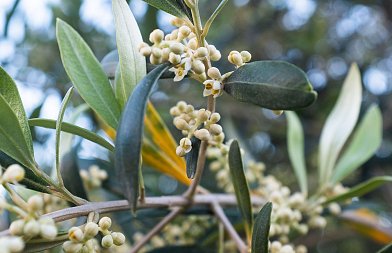 Δακοκτονία 2026–2028: Σε τροχιά διαγωνισμός 42,99 εκατ. ευρώ για την προμήθεια υλικών