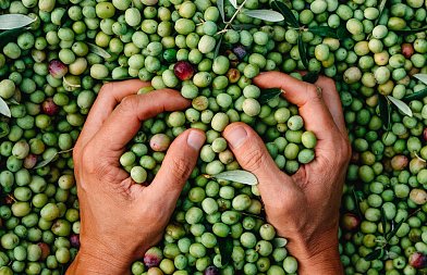 Δημοσιεύθηκε η απόφαση για παράταση στις δηλώσεις συγκομιδής ελαιοκάρπου – Έναρξη από 1/10/2026
