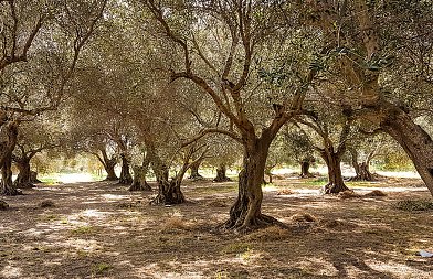 Μειωμένη η ελαιοπαραγωγή της Κρήτης λόγω συνεχόμενης ανομβρίας, μπορεί να αιτηθεί η χώρα στήριξη από ΕΕ