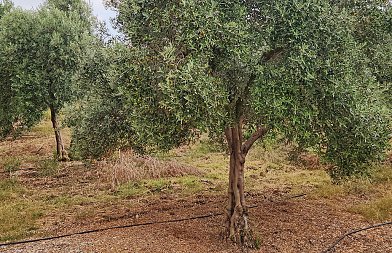 Πότε ξεκινά η Δήλωση Συγκομιδής Ελαιοκάρπου, 9,9 εκ. ευρώ για δακοκτονία στην Κρήτη και νέος διαγωνισμός προμήθειας φαρμάκων