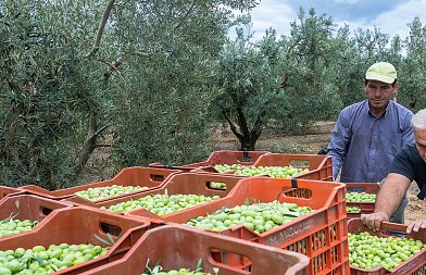 Από Μάιο 2026 πάει η εφαρμογή ψηφιακού δελτίου αποστολής ελαιοκάρπου με απόφαση της ΑΑΔΕ