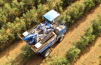 Ο ισπανικός ελαιώνας σε τροχιά σταθερής διεύρυνσης – πάνω από 2,8 εκατ. εκτάρια το 2025