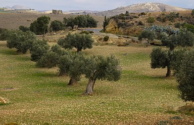Προβλέψεις για την φετινή παραγωγή ελαιολάδου στην Κρήτη, που κυμαίνονται οι τιμές