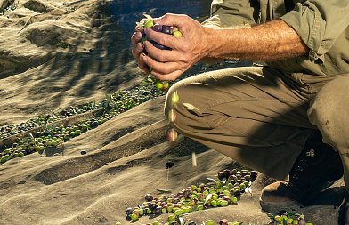 Οι παγίδες στην ελαιοσυγκομιδή — και πώς να τις αποφύγετε