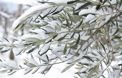 Χιόνι και παγετός στον ελαιώνα: πώς φαίνονται οι ζημιές και πώς διαχειρίζεται η ελιά