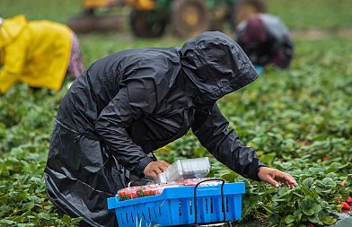 Εξαρθρώθηκε κύκλωμα στην Κρήτη που έφερνε παράνομα και εκμεταλλευόταν εργάτες από τρίτες χώρες