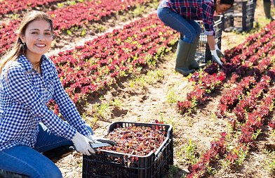 Σε λειτουργία τέθηκε η νέα εφαρμογή για το εργόσημο, οι νέες δυνατότητες των ασφαλισμένων
