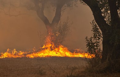 ΓΕΩΤΕΕ Ανατολικής Στερεάς Ελλάδας για δασικές πυρκαγιές, κάλεσμα αλληλεγγύης από Πανλαρισαϊκο Αγροτοκτηνοτροφικό Σύλλογο