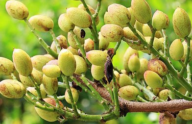 Λίπανση στη φιστικιά: Ένας χρήσιμος οδηγός για τον παραγωγό