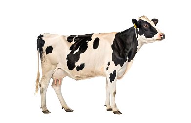 Δραματική συρρίκνωση της ελληνικής παραγωγής αγελαδινού γάλακτος κατήγγειλαν οι γαλακτοπαραγωγοί της Χολστάιν