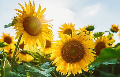 Προβλέψεις από την Κομισιόν για την φετινή παραγωγή ηλίανθου στην ΕΕ