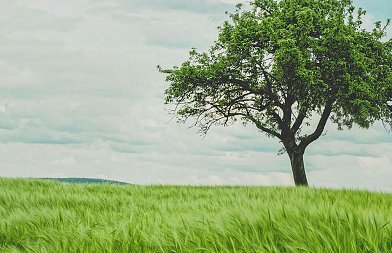 Κανονισμός της ΕΕ για την αποψίλωση των δασών: Τι ισχύει σήμερα και ποιες αλλαγές ακούγονται