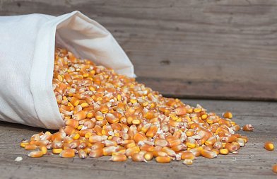 Σταθερές τιμές και συνδεδεμένη κάνουν ελκυστικό το καλαμπόκι, τιμή που αγόρασε σε διαγωνισμό η Τυνησία