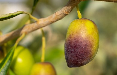 Μεγάλες ζημιές στις ελιές από το γλοιοσπόριο ανάγκη για de minimis, που κυμαίνονται οι τιμές στις Καλαμών