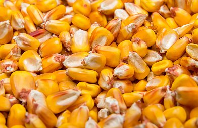 Καλαμπόκι: Τιμές που αγόρασε η Τουρκία 280 χιλιάδες τόνους, πόσο έφτασε το ουκρανικό λόγω πολέμου