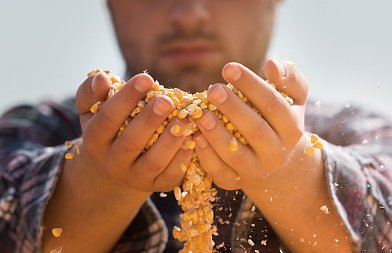 Πόσο αγόρασε 27.000 τόνους καλαμπόκι η Τυνησία, τιμές και εξαγωγές του ουκρανικού καλαμποκιού