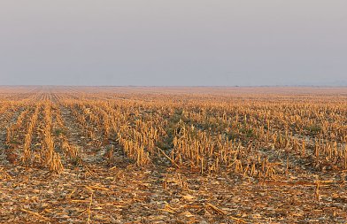 Μετά τη συγκομιδή του αραβόσιτου: τι πρέπει να κάνει ο παραγωγός και γιατί;