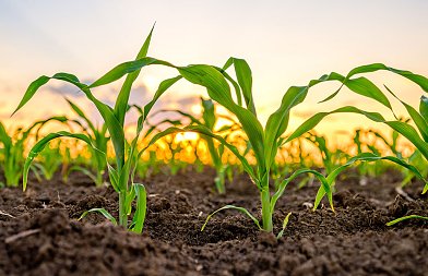 Ξεκίνησαν οι σπορές για το καλαμπόκι, προβλέψεις για αύξηση διεθνών τιμών