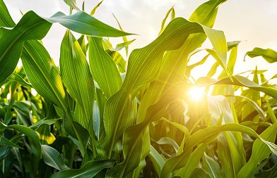 Με ποιους όρους θα πάρουν την συνδεδεμένη στο καλαμπόκι οι παραγωγοί