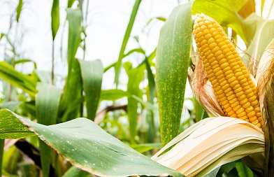 Ξεκίνησε ο αλωνισμός καλαμποκιού, ποια η εικόνα της παραγωγής, οι πρώτες τιμές και τι ζητούν οι παραγωγοί