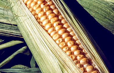 Πώς κινείται το καλαμπόκι στη διεθνή αγορά: Παραγωγή, εμπόριο και τάσεις