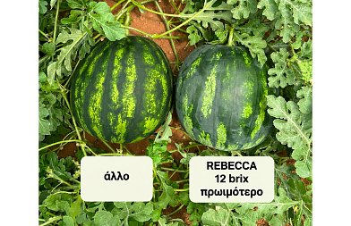 Η ποιότητα μπορεί να αυξήσει τη ζήτηση και να φέρει τιμή στο παραγωγό του καρπουζιού