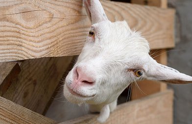 Δύο νέες συλλήψεις κτηνοτρόφων, έβοσκαν 30 κατσίκες και 60 πρόβατα λίγα μέτρα έξω από τους στάβλους τους