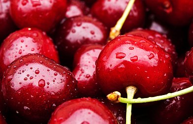 Αποζημιώσεις για ζημιές από παγετούς του 2025 ζητούν οι κερασοπαραγωγοί, που είναι εδώ και μήνες χωρίς εισόδημα