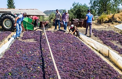 Μειωμένη φέτος η παραγωγή κορινθιακής σταφίδας, που κυμαίνονται οι τιμές παραγωγού
