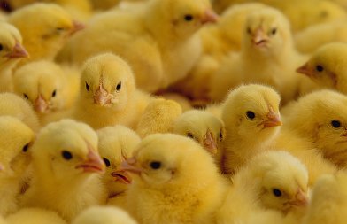 Καμπανάκι κινδύνου από πρόεδρο του συνεταιρισμού «Πίνδος» για απένταξη έργων λόγω καθυστερήσεων στο ΥΠΑΑΤ