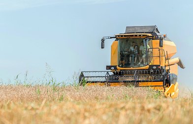 Κριθάρι: Προχωρά η συγκομιδή με καλή ποιότητα - Η υγρασία παραμένει ο βασικός παράγοντας προσοχής