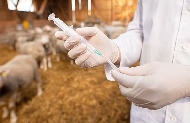 Κτηνίατροι δημοσίου για αφθώδη πυρετό: Eξαιρετικά μεταδοτικό νόσημα που απειλεί όλο το ζωικό κεφάλαιο της χώρας