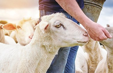 Στις 470.274 έφτασαν οι θανατώσεις λόγω ευλογιάς μέχρι 9 Ιανουαρίου, που είχαμε νέα κρούσματα