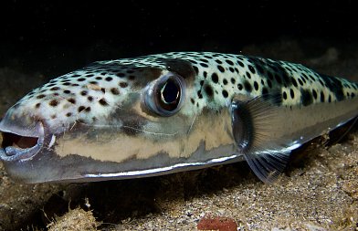 Λαγοκέφαλος: Τεράστιο το πρόβλημα σε Κρήτη – Δωδεκάνησα. Απειλεί το αλιευτικό εισόδημα και την ανθρώπινη υγεία