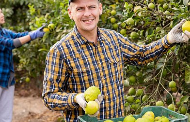 Που κυμαίνονται οι τιμές στα βιολογικά και συμβατικά λεμόνια, θα έχει ελληνική παραγωγή το Πάσχα