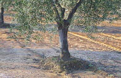 Γιατί έμειναν εκτός επιδότησης λιπασμάτων Αμπελουργοί και Ελαιοπαραγωγοί της Σάμου