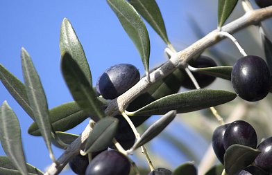 Ισπανικές οργανώσεις παραγωγών: Προβληματισμός για καύσωνες και προσοχή στις προβλέψεις παραγωγής ελαιολάδου