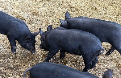 Όχι στην ιδιωτικοποίηση της πιστοποίησης των αυτόχθονων φυλών λέει η «Μυρτάλη»