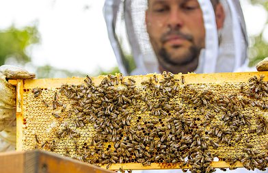Ξεκίνησαν οι αιτήσεις και παραστατικά για τις δράσεις στην μελισσοκομία του 2026