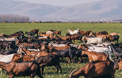Β. Μελενεκλής: «Το τελευταίο βαγόνι του πρωτογενούς τομέα φεύγει» - Τι ζήτησε από τους βουλευτές για αιγοπροβατοτροφία – καπνό