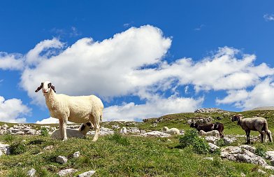 Σε κρίσιμο σταυροδρόμι η νομαδική κτηνοτροφία – Η Σαμαρίνα έχει αδειάσει – Τι ζητούν οι μετακινούμενοι κτηνοτρόφοι